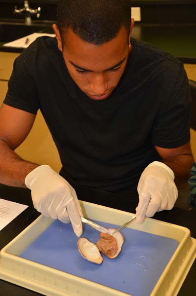 In his 7th  hour Zoology class, Senior Darius Boyd cuts off some of the muscle on a clam. With tweezers and a scalpal, he proceeds to cut open the clam.