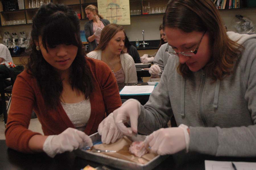 During their first hour human anatomy class, seniors Olivia Wilkinson and Abby Adcox dissect a cow eyeball. To pass the lab, students must find the blind spot and he lense.