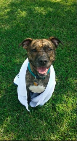 Adopt a dog month