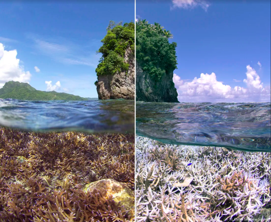 An example of bleached coral located in the American-Samoa taken with a 360 camera, XL Catlin Seaview.