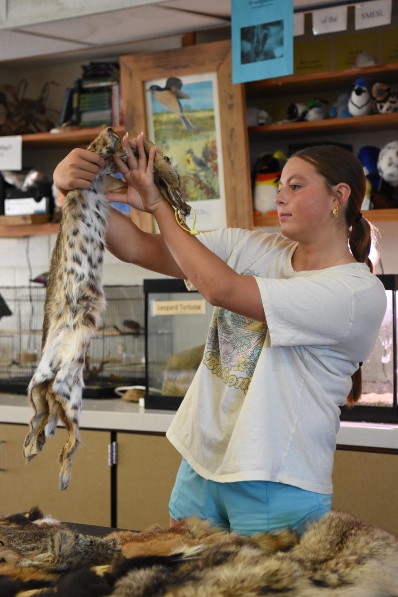 Junior Lucy Dreiling examines a bobcat skin during a lab station in Derek Berg's environmental education 1 class.