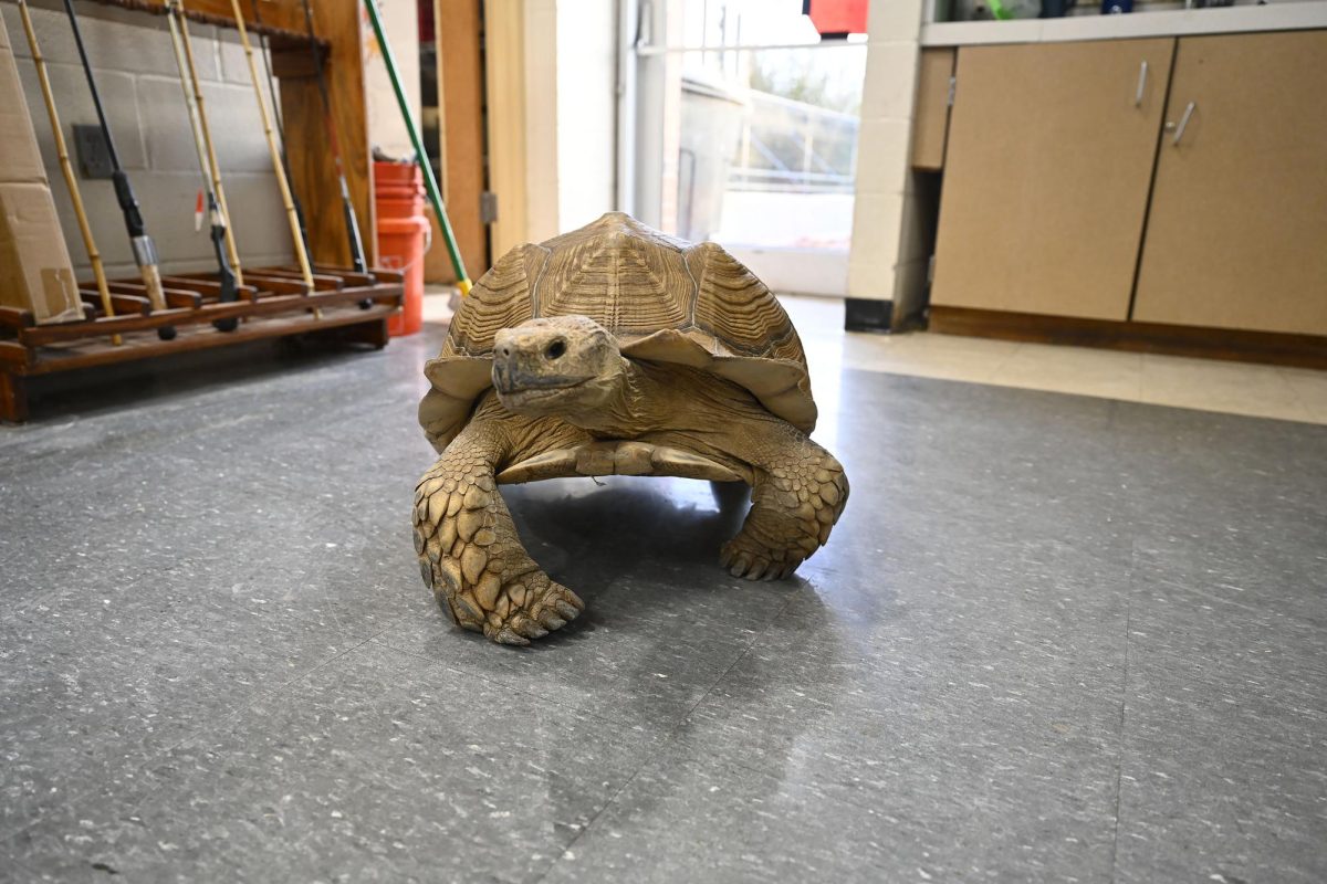 The Environmental Eds tortoise takes a walk in the  in the classroom September 11th.